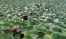 安徽廬江：水鄉(xiāng)采收芡實果