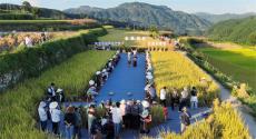 貴州凱里：稻田作T 臺 貢米慶豐收