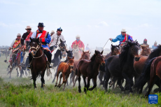 青海海西：歡樂那達慕