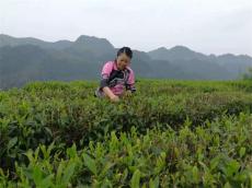 湖南保靖黃金茶：千年茶韻融古今 黃金產(chǎn)業(yè)潤(rùn)民生
