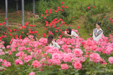 金甲梨園：發(fā)放“暢游”豐厚禮包?推出“賞景”生態(tài)套餐