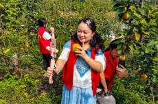 安徽廬江：電商矩陣銷(xiāo)梨忙