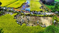 稻浪翻金迎客來！張家界黃龍洞生態(tài)田園奏響豐收樂章