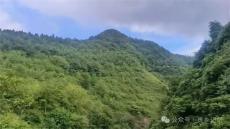 兩個(gè)組退地造林2300畝，230萬元補(bǔ)助卻兌現(xiàn)不到村民手中