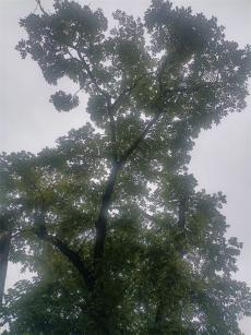 小烏龍320年“劉家大核桃樹(shù)”有了自己的身份證和二維碼