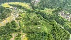 貴州臺(tái)江：金秋梨豐收，產(chǎn)業(yè)發(fā)展勢(shì)頭強(qiáng)勁