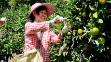 福建永安：特早蜜飄香 解鎖鄉(xiāng)村振興“甜蜜”密碼