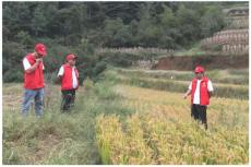 六大河報(bào)道?| 赫章平山土著益生菌種植水稻拓展基地獲豐收