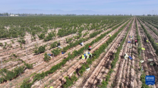 賀蘭山下，這座小鎮(zhèn)筑就“紫色夢(mèng)想”