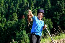 臺(tái)江：高山紫薯喜豐收 “小特產(chǎn)”撬動(dòng)鄉(xiāng)村振興“大產(chǎn)業(yè)“