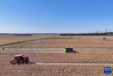 天津：秋收時(shí)節(jié)農(nóng)事忙