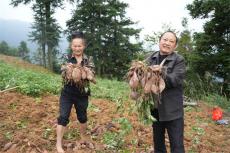 貴州臺(tái)江縣基甲村：紫薯喜獲豐收 鋪就鄉(xiāng)村振興增收路