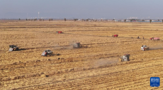 內(nèi)蒙古鄂爾多斯：農(nóng)民搶收忙