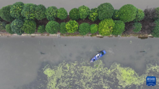 洞庭金秋蟹兒肥