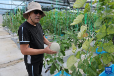 中國(guó)技術(shù)助力文萊農(nóng)業(yè)生產(chǎn)