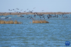 黃河三角洲國家級自然保護區(qū)迎來大批越冬候鳥