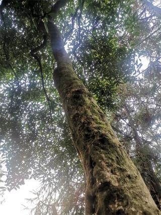 六大河報(bào)道丨霧箐千茗：水東古茶的一株奇葩