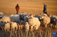 青海剛察：高效養(yǎng)殖助力牧民增收