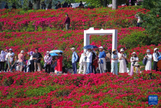 冬來賞花正當(dāng)時