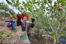 福建永泰：油茶果飄香采收忙