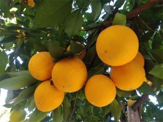 湖南：“村播學(xué)院”助力新寧 激活鄉(xiāng)村振興新動能