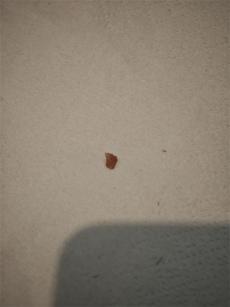 顧客冰淇淋吃出硬物崩牙，店員竟稱正?，F(xiàn)象